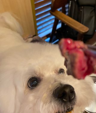 ビションフリーゼ　おもち  ふくらむちゃんお誕生日会うしすけ IMG_1506-321x380