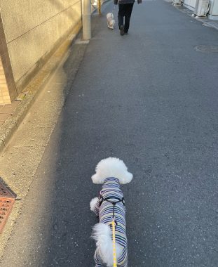 ビションフリーゼ　おもち  おもちふくおじさんぽ彡 IMG_1510-311x380