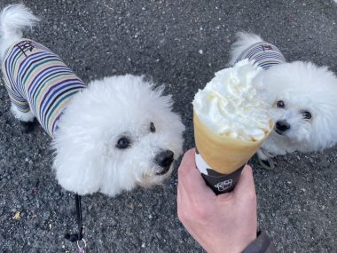 ビションフリーゼ　おもち  おもちふくおじさんぽ彡 IMG_1512-380x285