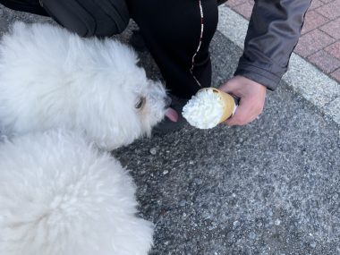 ビションフリーゼ　おもち  おもちふくおじさんぽ彡 IMG_1513-380x285