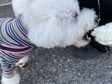 ビションフリーゼ　おもち  おもちふくおじさんぽ彡 IMG_1515-380x285