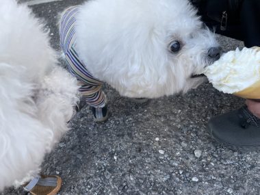 ビションフリーゼ　おもち  おもちふくおじさんぽ彡 IMG_1516-380x285