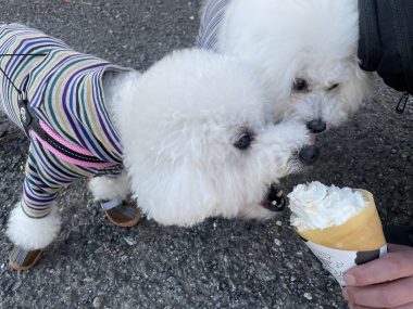 ビションフリーゼ　おもち  おもちふくおじさんぽ彡 IMG_1517-380x285