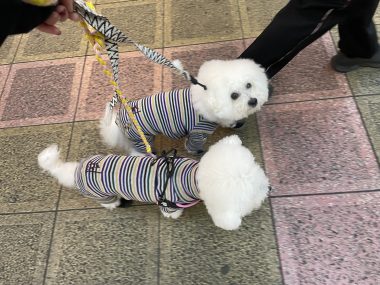 ビションフリーゼ　おもち  おもちふくおじさんぽ彡 IMG_1518-380x285