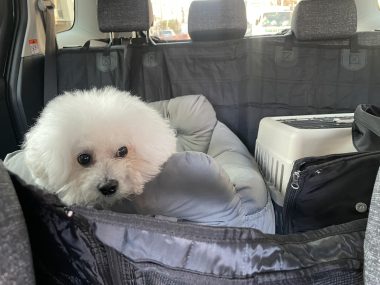 ビションフリーゼ　おもち  運転練習おじさんぽ彡 IMG_1531-380x285