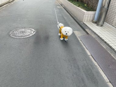 ビションフリーゼ　おもち  運転練習おじさんぽ彡 IMG_1533-380x285