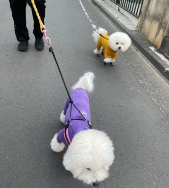 ビションフリーゼ　おもち  運転練習おじさんぽ彡 IMG_1535-343x380