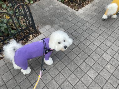 ビションフリーゼ　おもち  運転練習おじさんぽ彡 IMG_1539-380x285