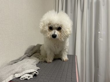 ビションフリーゼ　おもち  運転練習おじさんぽ彡 IMG_1545-380x285