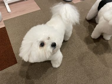 ビションフリーゼ　おもち  運転練習おじさんぽ彡 IMG_1546-380x285