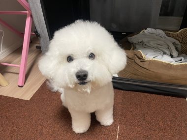 ビションフリーゼ　おもち  運転練習おじさんぽ彡 IMG_1548-380x285