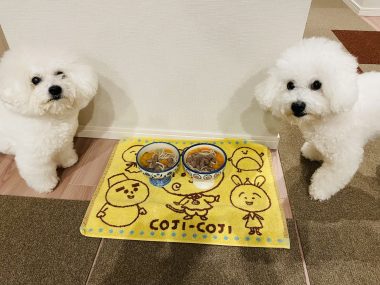 ビションフリーゼ　おもち  大晦日だよおもちふくらむ IMG_1572-380x285