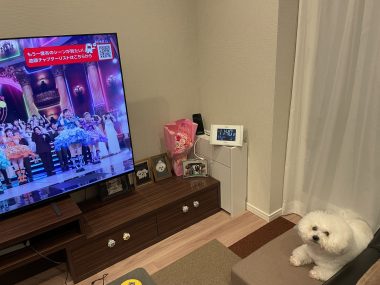 ビションフリーゼ　おもち  大晦日だよおもちふくらむ IMG_1577-380x285