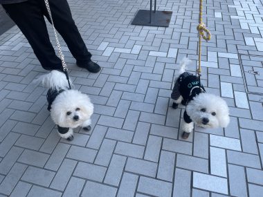 ビションフリーゼ おもち 2026年☆明けましておめでとうございます IMG_1583-380x285 ビションフリーゼ おもち 2026年☆明けましておめでとうございます IMG_1583-380x285