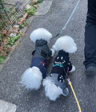 ビションフリーゼ おもち 2026年☆明けましておめでとうございます IMG_1586-328x380 ビションフリーゼ おもち 2026年☆明けましておめでとうございます IMG_1586-328x380