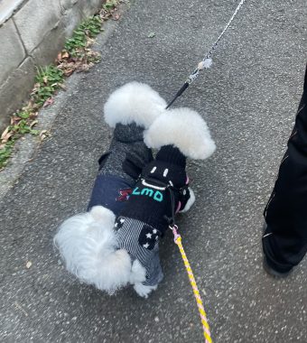 ビションフリーゼ おもち 2026年☆明けましておめでとうございます IMG_1587-340x380 ビションフリーゼ おもち 2026年☆明けましておめでとうございます IMG_1587-340x380