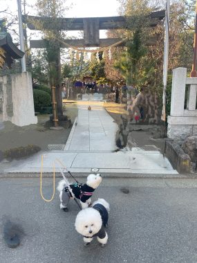 ビションフリーゼ おもち 2026年☆明けましておめでとうございます IMG_1588-285x380 ビションフリーゼ おもち 2026年☆明けましておめでとうございます IMG_1588-285x380