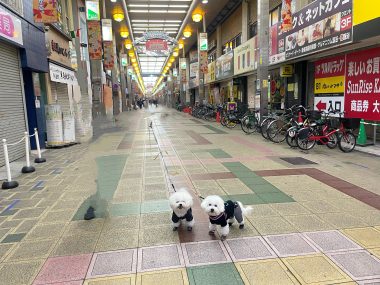 ビションフリーゼ おもち 2026年☆明けましておめでとうございます IMG_1589-380x285 ビションフリーゼ おもち 2026年☆明けましておめでとうございます IMG_1589-380x285