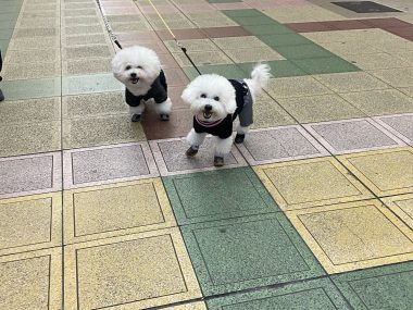 ビションフリーゼ おもち 2026年☆明けましておめでとうございます IMG_1590-380x285 ビションフリーゼ おもち 2026年☆明けましておめでとうございます IMG_1590-380x285