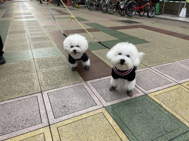 ビションフリーゼ おもち 2026年☆明けましておめでとうございます IMG_1591-380x285 ビションフリーゼ おもち 2026年☆明けましておめでとうございます IMG_1591-380x285