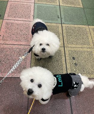 ビションフリーゼ おもち 2026年☆明けましておめでとうございます IMG_1594-314x380 ビションフリーゼ おもち 2026年☆明けましておめでとうございます IMG_1594-314x380