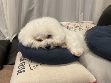 ビションフリーゼ おもち 2026年☆明けましておめでとうございます IMG_1597-380x285 ビションフリーゼ おもち 2026年☆明けましておめでとうございます IMG_1597-380x285