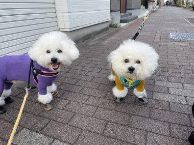 ビションフリーゼ おもち 夜にちょっと雪が降った1月2日(金曜) IMG_1603-380x285 ビションフリーゼ おもち 夜にちょっと雪が降った1月2日(金曜) IMG_1603-380x285