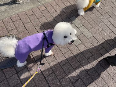 ビションフリーゼ おもち 夜にちょっと雪が降った1月2日(金曜) IMG_1605-380x285 ビションフリーゼ おもち 夜にちょっと雪が降った1月2日(金曜) IMG_1605-380x285