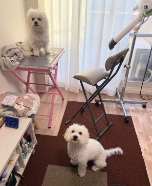 ビションフリーゼ おもち 夜にちょっと雪が降った1月2日(金曜) IMG_1608-311x380 ビションフリーゼ おもち 夜にちょっと雪が降った1月2日(金曜) IMG_1608-311x380