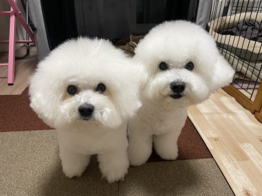 ビションフリーゼ おもち 夜にちょっと雪が降った1月2日(金曜) IMG_1610-380x285 ビションフリーゼ おもち 夜にちょっと雪が降った1月2日(金曜) IMG_1610-380x285