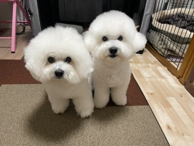 ビションフリーゼ おもち 夜にちょっと雪が降った1月2日(金曜) IMG_1611-380x285 ビションフリーゼ おもち 夜にちょっと雪が降った1月2日(金曜) IMG_1611-380x285