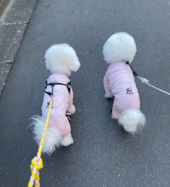 ビションフリーゼ おもち 1月3日(土曜)池上本門寺 IMG_1619-345x380 ビションフリーゼ おもち 1月3日(土曜)池上本門寺 IMG_1619-345x380