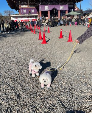 ビションフリーゼ おもち 1月3日(土曜)池上本門寺 IMG_1620-309x380 ビションフリーゼ おもち 1月3日(土曜)池上本門寺 IMG_1620-309x380