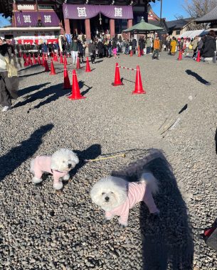 ビションフリーゼ おもち 1月3日(土曜)池上本門寺 IMG_1621-305x380 ビションフリーゼ おもち 1月3日(土曜)池上本門寺 IMG_1621-305x380