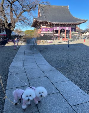 ビションフリーゼ おもち 1月3日(土曜)池上本門寺 IMG_1623-299x380 ビションフリーゼ おもち 1月3日(土曜)池上本門寺 IMG_1623-299x380