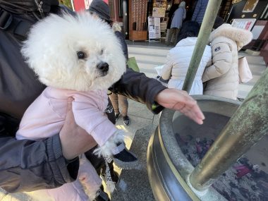 ビションフリーゼ おもち 1月3日(土曜)池上本門寺 IMG_1625-380x285 ビションフリーゼ おもち 1月3日(土曜)池上本門寺 IMG_1625-380x285