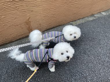 ビションフリーゼ おもち 冬休み最後の1月4日(日曜) IMG_1643-380x285 ビションフリーゼ おもち 冬休み最後の1月4日(日曜) IMG_1643-380x285