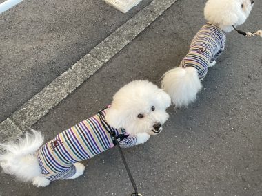 ビションフリーゼ おもち 冬休み最後の1月4日(日曜) IMG_1644-380x285 ビションフリーゼ おもち 冬休み最後の1月4日(日曜) IMG_1644-380x285