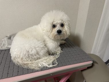 ビションフリーゼ おもち 冬休み最後の1月4日(日曜) IMG_1645-380x285 ビションフリーゼ おもち 冬休み最後の1月4日(日曜) IMG_1645-380x285