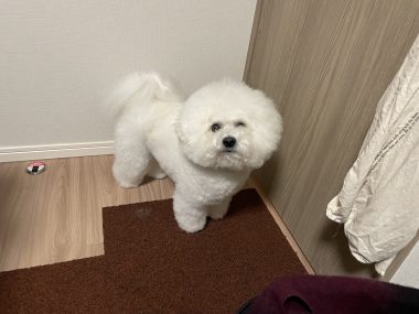 ビションフリーゼ おもち 冬休み最後の1月4日(日曜) IMG_1647-380x285 ビションフリーゼ おもち 冬休み最後の1月4日(日曜) IMG_1647-380x285