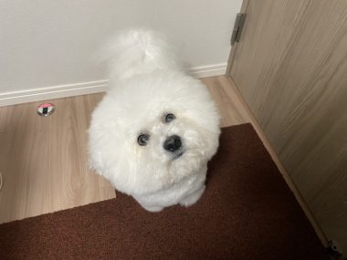 ビションフリーゼ おもち 冬休み最後の1月4日(日曜) IMG_1648-380x285 ビションフリーゼ おもち 冬休み最後の1月4日(日曜) IMG_1648-380x285