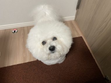 ビションフリーゼ おもち 冬休み最後の1月4日(日曜) IMG_1649-380x285 ビションフリーゼ おもち 冬休み最後の1月4日(日曜) IMG_1649-380x285