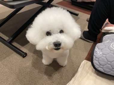 ビションフリーゼ おもち 冬休み最後の1月4日(日曜) IMG_1650-380x285 ビションフリーゼ おもち 冬休み最後の1月4日(日曜) IMG_1650-380x285