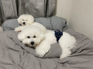 ビションフリーゼ おもち 冬休み最後の1月4日(日曜) IMG_1653-380x285 ビションフリーゼ おもち 冬休み最後の1月4日(日曜) IMG_1653-380x285