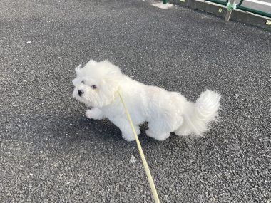 ビションフリーゼ　おもち  おもマッサージの日 IMG_1661-380x285