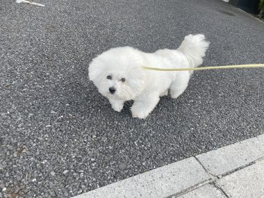 ビションフリーゼ　おもち  おもマッサージの日 IMG_1663-380x285