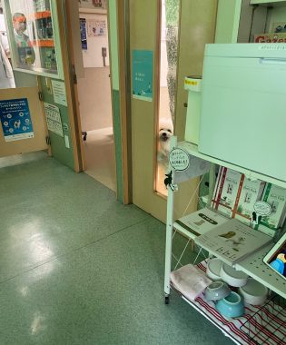 ビションフリーゼ　おもち  おもマッサージの日 IMG_1664-315x380