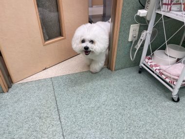 ビションフリーゼ　おもち  おもマッサージの日 IMG_1665-380x285