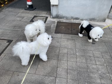 ビションフリーゼ　おもち  おもマッサージの日 IMG_1666-380x285