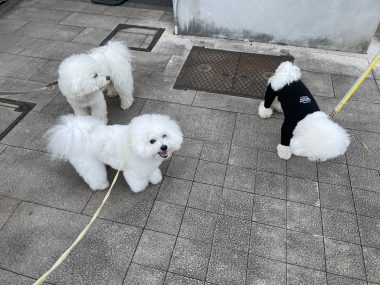 ビションフリーゼ　おもち  おもマッサージの日 IMG_1667-380x285